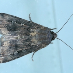 Agrotis infusa (Bogong Moth, Common Cutworm) at Ainslie, ACT - 18 Oct 2022 by jb2602