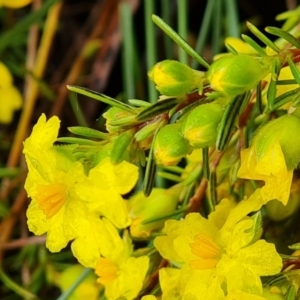 Hibbertia calycina at O'Malley, ACT - 23 Oct 2022