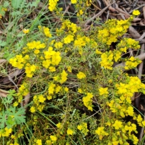 Hibbertia calycina at O'Malley, ACT - 23 Oct 2022