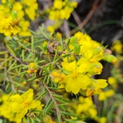 Hibbertia calycina at O'Malley, ACT - 23 Oct 2022