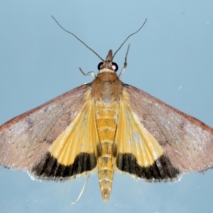 Uresiphita ornithopteralis at Ainslie, ACT - 18 Oct 2022