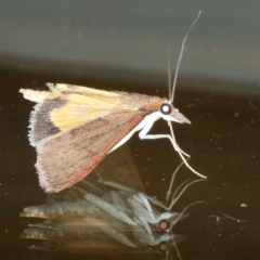 Uresiphita ornithopteralis at Ainslie, ACT - 18 Oct 2022