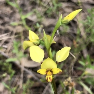 Diuris nigromontana at Bruce, ACT - 16 Oct 2022