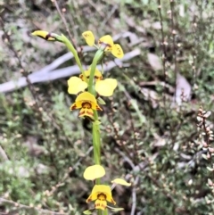 Diuris nigromontana at Bruce, ACT - 16 Oct 2022