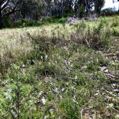 Wurmbea dioica subsp. dioica (Early Nancy) at Bruce Ridge to Gossan Hill - 15 Oct 2022 by goyenjudy