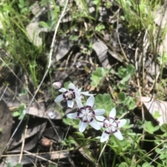 Wurmbea dioica subsp. dioica at Bruce, ACT - 15 Oct 2022