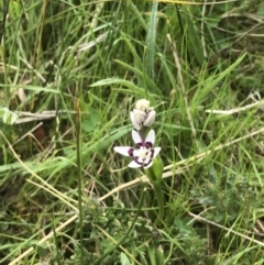 Wurmbea dioica subsp. dioica at Bruce, ACT - 15 Oct 2022