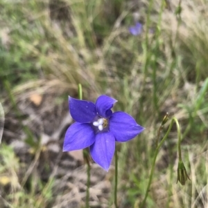 Wahlenbergia sp. at Bruce, ACT - 16 Oct 2022 10:53 AM