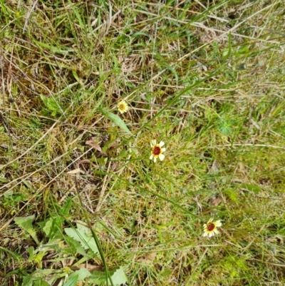 Tolpis barbata (Yellow Hawkweed) at O'Malley, ACT - 23 Oct 2022 by Mike