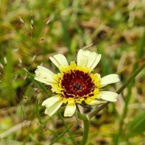 Tolpis barbata at O'Malley, ACT - 23 Oct 2022