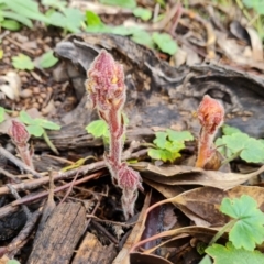 Orobanche minor (Broomrape) at O'Malley, ACT - 23 Oct 2022 by Mike