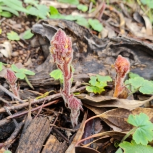 Orobanche minor at O'Malley, ACT - 23 Oct 2022