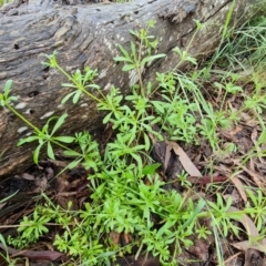 Galium aparine (Goosegrass, Cleavers) at O'Malley, ACT - 23 Oct 2022 by Mike