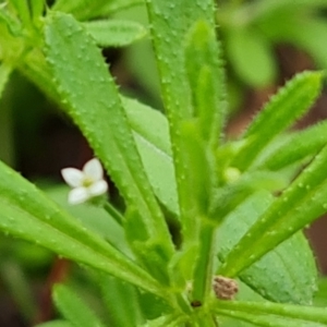 Galium aparine at O'Malley, ACT - 23 Oct 2022