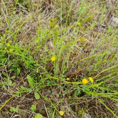 Calotis lappulacea (Yellow Burr Daisy) at O'Malley, ACT - 23 Oct 2022 by Mike