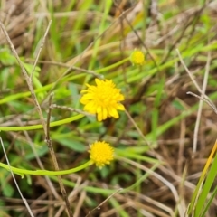 Calotis lappulacea at O'Malley, ACT - 23 Oct 2022