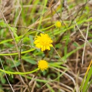 Calotis lappulacea at O'Malley, ACT - 23 Oct 2022