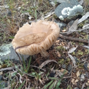 zz agaric (stem; gills white/cream) at Coree, ACT - 25 Oct 2022 01:56 PM