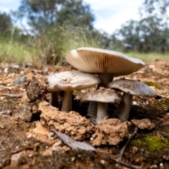 zz agaric (stem; gills white/cream) at Coree, ACT - 25 Oct 2022