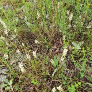 Stackhousia monogyna at O'Malley, ACT - 23 Oct 2022