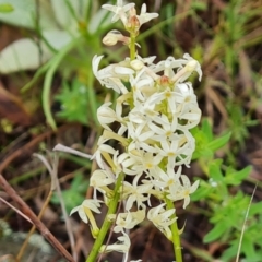 Stackhousia monogyna at O'Malley, ACT - 23 Oct 2022