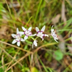 Wurmbea dioica subsp. dioica (Early Nancy) at O'Malley, ACT - 23 Oct 2022 by Mike