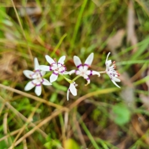 Wurmbea dioica subsp. dioica at O'Malley, ACT - 23 Oct 2022 11:45 AM