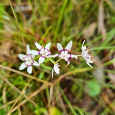 Wurmbea dioica subsp. dioica (Early Nancy) at O'Malley, ACT - 23 Oct 2022 by Mike