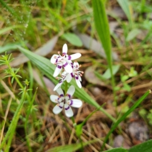 Wurmbea dioica subsp. dioica at O'Malley, ACT - 23 Oct 2022 11:45 AM