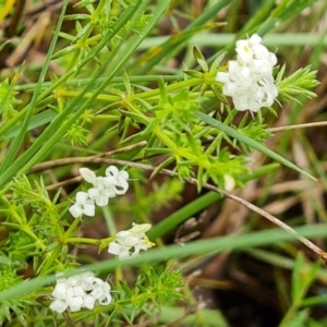 Asperula conferta at O'Malley, ACT - 23 Oct 2022