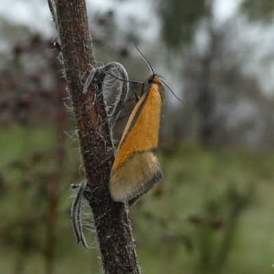 Philobota undescribed species near arabella (A concealer moth) at Googong, NSW - 23 Oct 2022 by Wandiyali