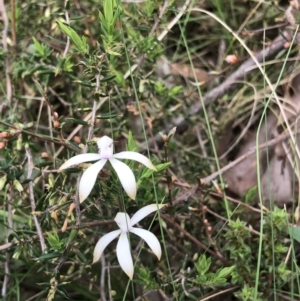 Caladenia ustulata at Bruce, ACT - suppressed