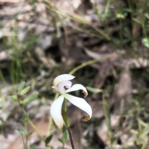 Caladenia ustulata at Bruce, ACT - suppressed