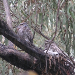 Podargus strigoides (Tawny Frogmouth) at Kambah, ACT - 23 Oct 2022 by MatthewFrawley