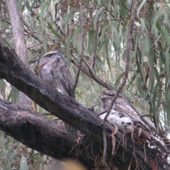 Podargus strigoides (Tawny Frogmouth) at Mount Taylor - 22 Oct 2022 by MatthewFrawley