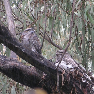 Podargus strigoides (Tawny Frogmouth) at Kambah, ACT - 22 Oct 2022 by MatthewFrawley