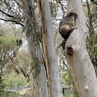 Pseudocheirus peregrinus (Common Ringtail Possum) at Greenleigh, NSW - 23 Oct 2022 by LyndalT