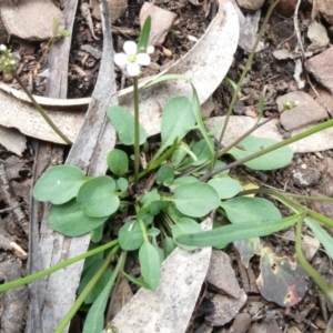 Cardamine paucijuga at Bolaro, NSW - 19 Oct 2022 10:24 AM