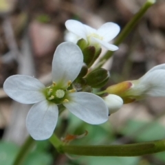 Cardamine paucijuga at Bolaro, NSW - 19 Oct 2022 10:24 AM