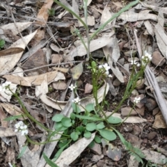 Cardamine paucijuga at Bolaro, NSW - 19 Oct 2022 10:24 AM