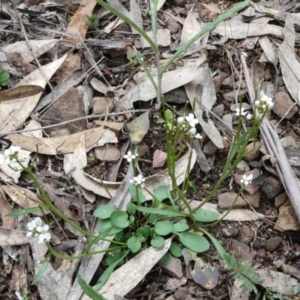 Cardamine paucijuga at Bolaro, NSW - 19 Oct 2022 10:24 AM