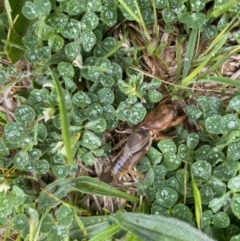 Gryllotalpa monanka (Dark Night Mole Cricket) at Molonglo Valley, ACT - 23 Oct 2022 by teeniiee