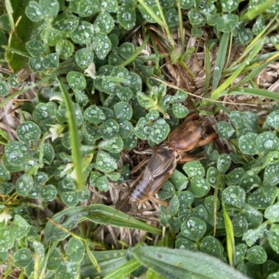 Gryllotalpa monanka (Dark Night Mole Cricket) at Molonglo Valley, ACT - 23 Oct 2022 by teeniiee