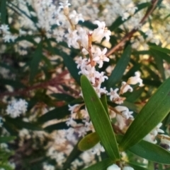 Leucopogon affinis (Lance Beard-heath) at Corang, NSW - 5 Sep 2022 by LeonieWood