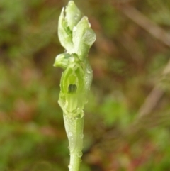 Hymenochilus muticus (Midget Greenhood) at Mount Taylor - 22 Oct 2022 by MatthewFrawley