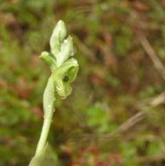 Hymenochilus muticus at Kambah, ACT - 23 Oct 2022