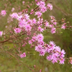 Kunzea parvifolia at Kambah, ACT - 23 Oct 2022 10:48 AM