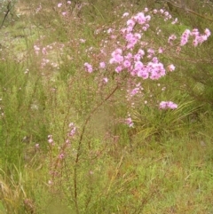 Kunzea parvifolia at Kambah, ACT - 23 Oct 2022 10:48 AM