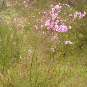 Kunzea parvifolia at Kambah, ACT - 23 Oct 2022 10:48 AM