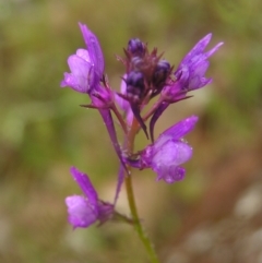 Linaria pelisseriana (Pelisser's Toadflax) at Mount Taylor - 22 Oct 2022 by MatthewFrawley